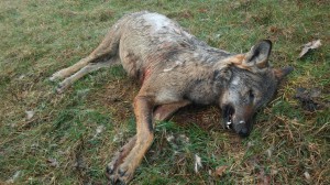Il lupo trovato morto a Saliceto