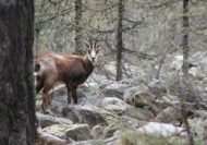 Camoscio nelle valli cuneesi (foto Archivio Provincia)