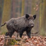 Cinghiale (foto archivio Provincia)