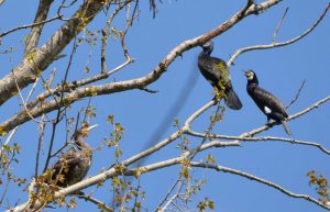 Foto cormorano