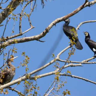 Foto cormorano