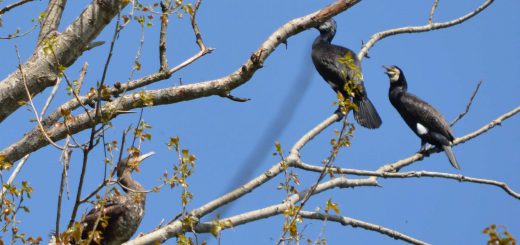 Foto cormorano