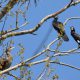 Foto cormorano