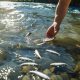 Immissione ittica in ambiente fluviale