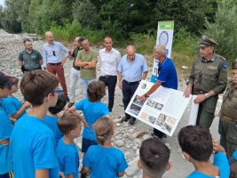 L'attività di immissione degli avannotti nel fiume Stura