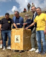 Liberazione avvoltoio