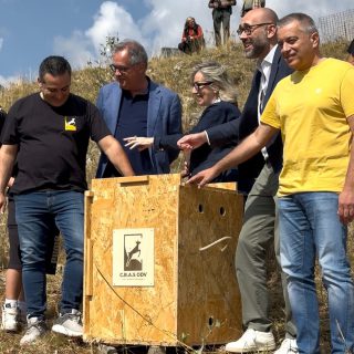 Liberazione avvoltoio