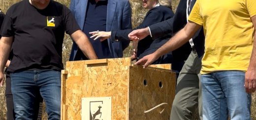 Liberazione avvoltoio