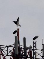 Le 3 cicogne che si sono posate sul sul traliccio telefonico in via Massimo d'Azeglio