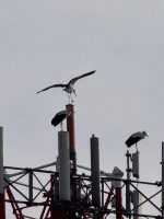 Le 3 cicogne che si sono posate sul sul traliccio telefonico in via Massimo d'Azeglio
