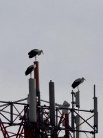 Le 3 cicogne che si sono posate sul sul traliccio telefonico in via Massimo d'Azeglio