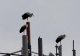 Le 3 cicogne che si sono posate sul sul traliccio telefonico in via Massimo d'Azeglio