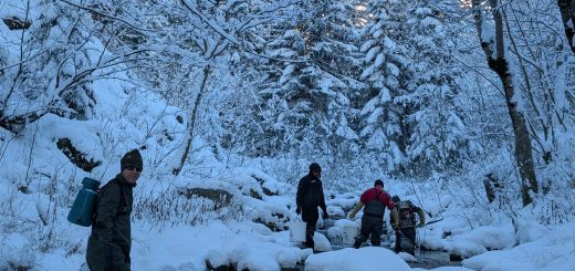 Il personale della Provincia in Valle Stura per il prelievo dei gameti delle trote fario di ceppo mediterraneo