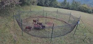 Il sistema di cattura per cinghiali "PigBrig" installato a Battifollo