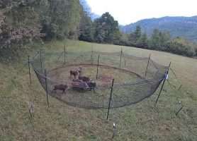 Il sistema di cattura per cinghiali "PigBrig" installato a Battifollo