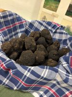 Esemplari di tartufo nero di Scagnello