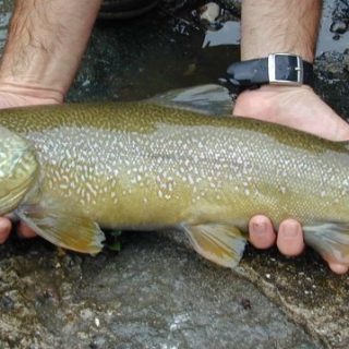 Un esemplare di trota marmorata