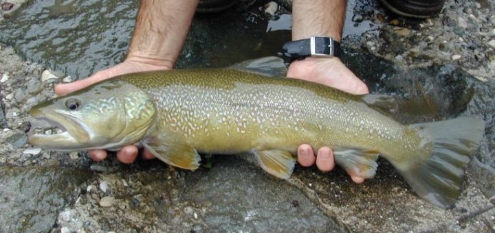 Un esemplare di trota marmorata