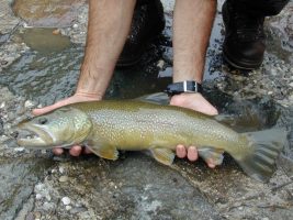 Un esemplare di trota marmorata