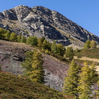 Il bosco della navette (foto di Giorgio Bernardi)