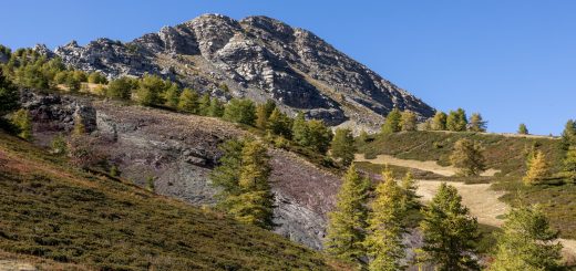 Il bosco della navette (foto di Giorgio Bernardi)