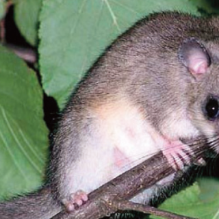 Un esemplare di ghiro