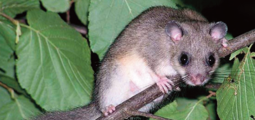 Un esemplare di ghiro