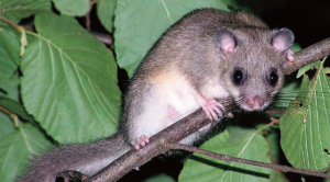 Un esemplare di ghiro