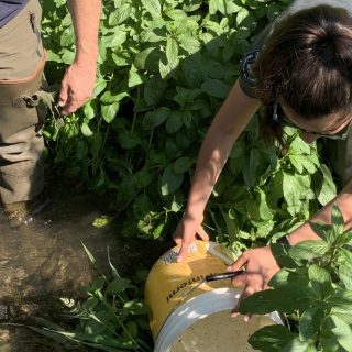 L’immissione della savetta in una delle risorgive del torrente Meletta
