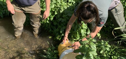 L’immissione della savetta in una delle risorgive del torrente Meletta