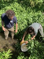 L’immissione della savetta in una delle risorgive del torrente Meletta