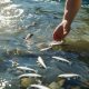 Immissione ittica in ambiente fluviale