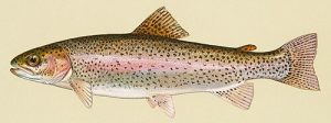 Trota iridea