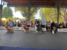Un momento della sfilata dei cani iscritti all'Esposizione cinofila di Bra