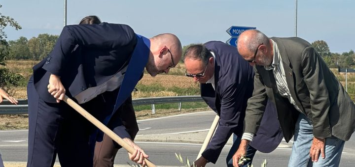 La piantumazione dellulivo nella rotatoria di via Otteria