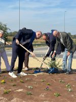 La piantumazione dell'ulivo nella rotatoria di via Otteria
