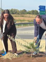 La piantumazione dell'ulivo nella rotatoria di via Otteria